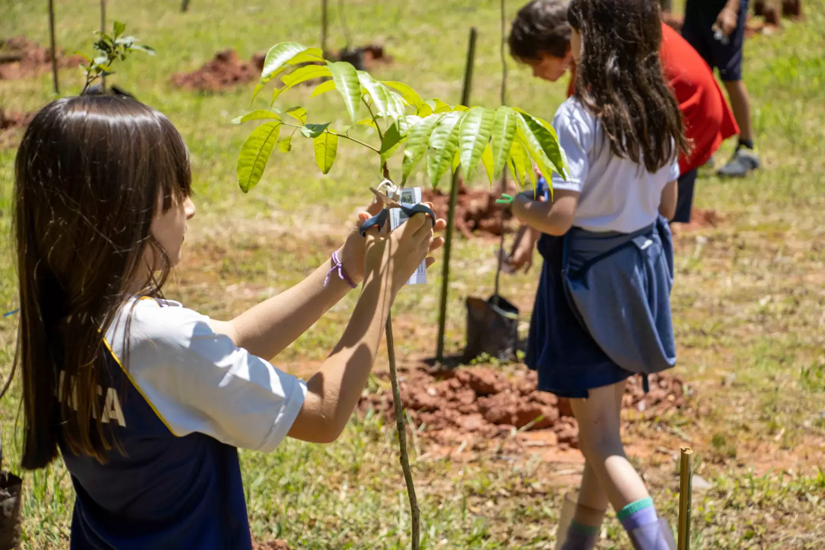 ‘Cotia +Verde’: cerca de 60 árvores são plantadas em colégio da Granja Viana